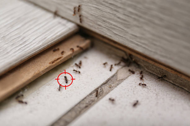 Best Cockroach Control Services  in Lees Summit, MO