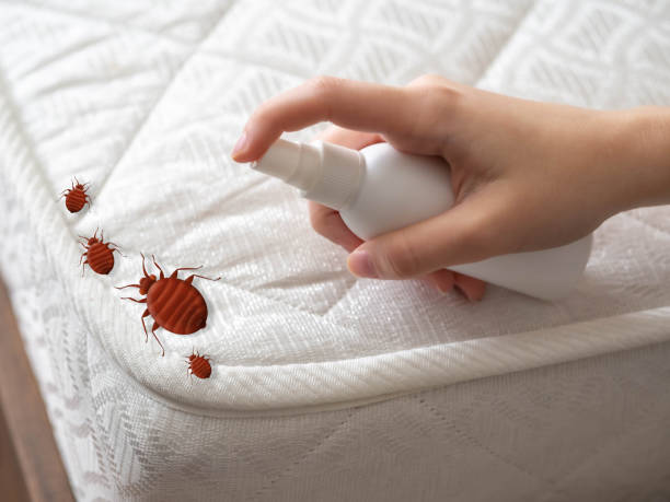 Best Pest Control Near Me in Lees Summit, MO