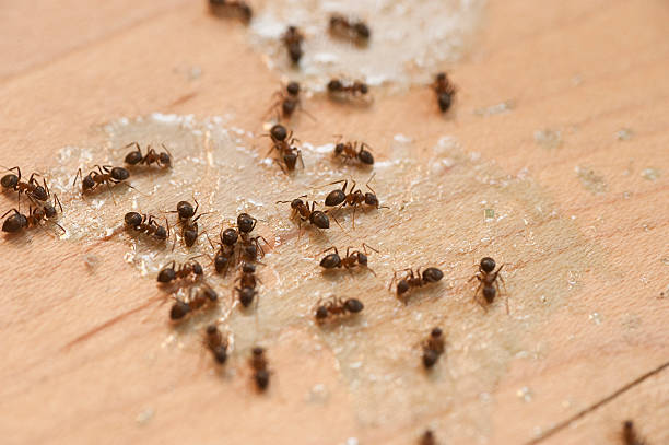 Professional Pest Control in Lees Summit, MO